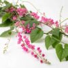 Coral Vine seeds