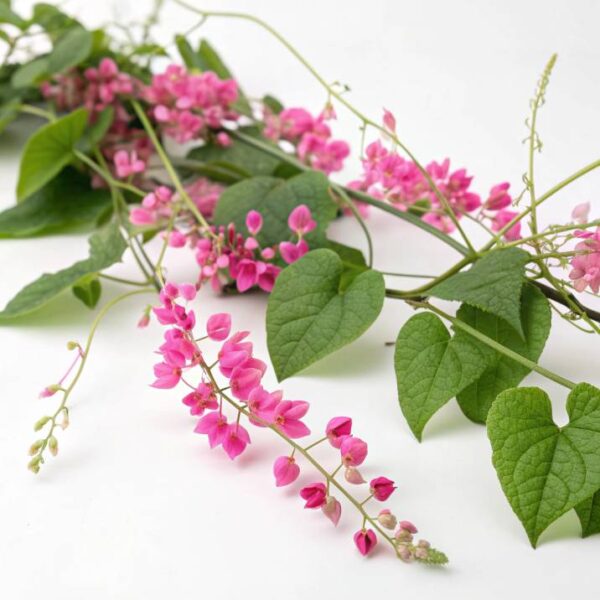 Coral Vine seeds