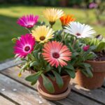 mesembryanthemum