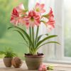 Amaryllis Flower