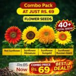 Sunflower Seeds