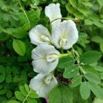 White Aparajita