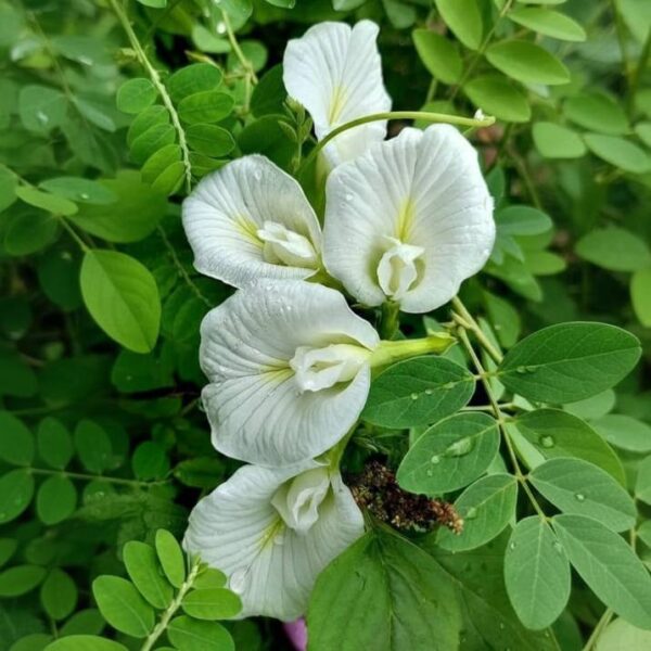 White Aparajita