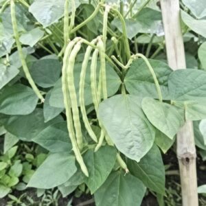 Cowpea