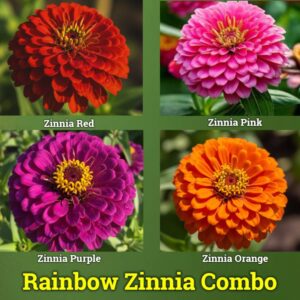 rainbow-zinnia-flower-seeds-4-color-mix.jpg