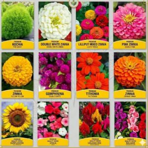 12 Summer Flower Seeds Combo Pack