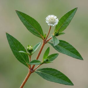Bhringraj Plant Seeds