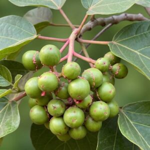 Cordia myxa