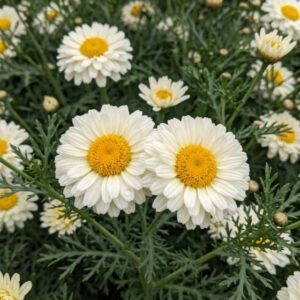Annual Chrysanthemum (Bijli Flower) Seeds