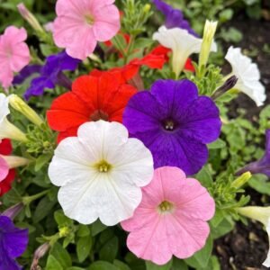 Petunia Flower Seeds Mix ( Hybrid )