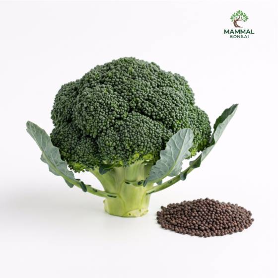 Broccoli Seeds