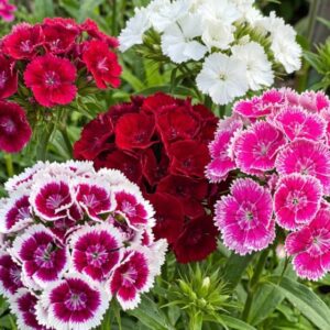Dianthus Mix Flower Seeds