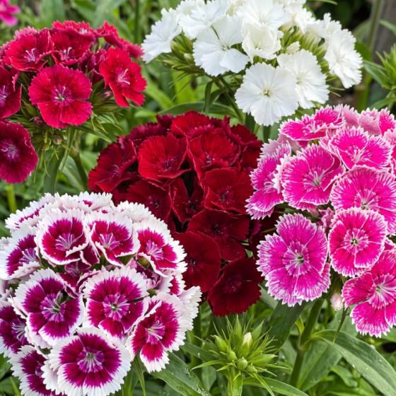 Dianthus Mix Flower Seeds