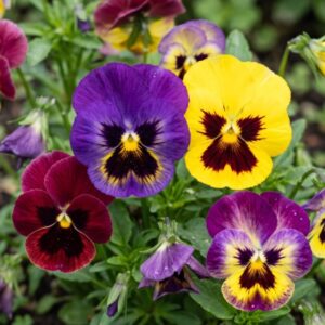 Pansy Flower