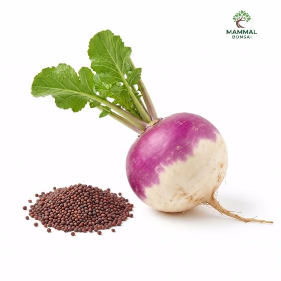Turnip