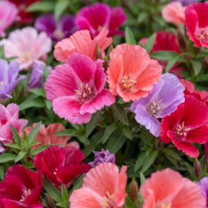 Clarkia Flower Seeds