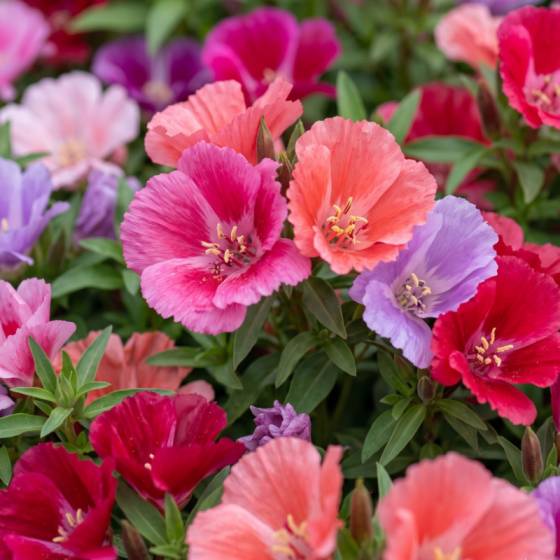 Clarkia Flower Seeds