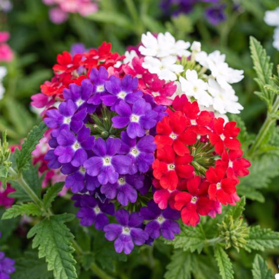 Verbena Flower Seeds