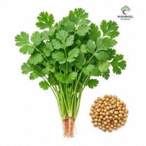 Coriander Seeds