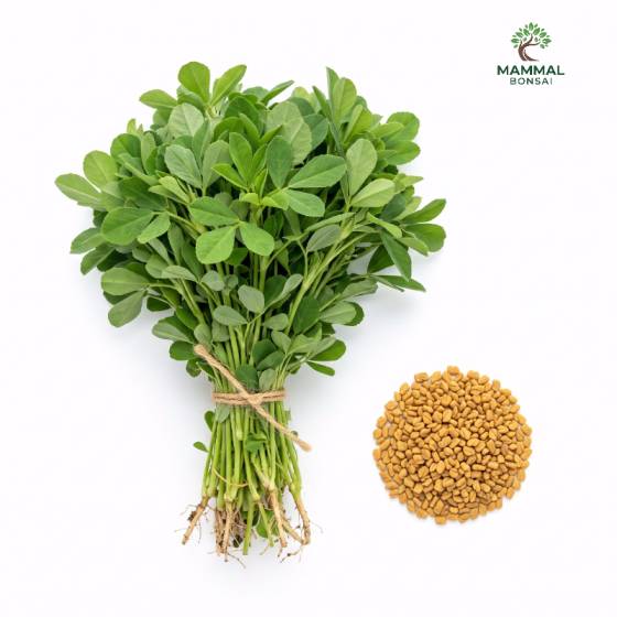 fenugreek Seeds