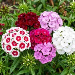sweet william flower seeds