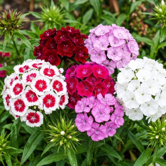 sweet william flower seeds