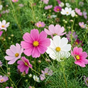 Cosmos mix Flower Seeds