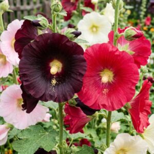 Hollyhock Flower Seeds