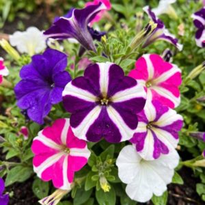 Petunia flower seeds