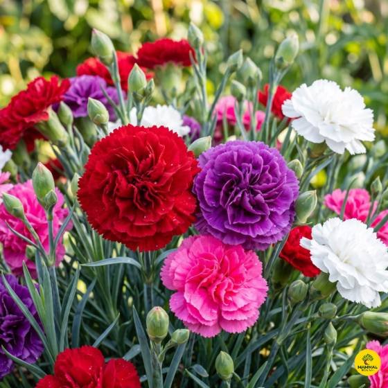 Carnation-Flower-Seeds