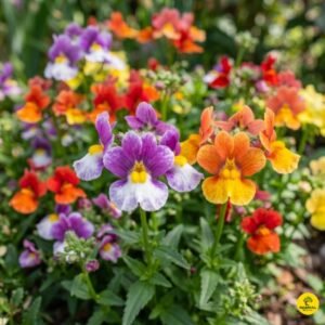 Nemesia