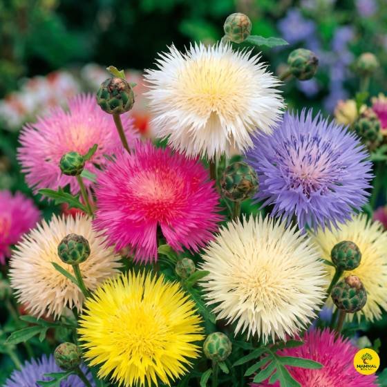 Sweet-Sultan-Flower-Seeds