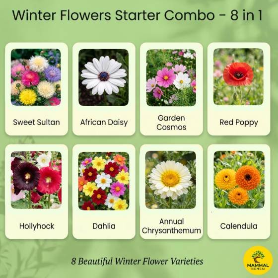 8-in-1 Winter Flowers Seeds Combo