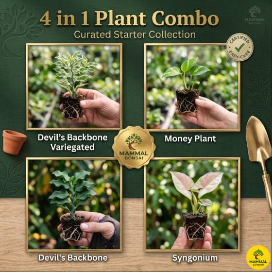 4 Plant Sapling Combo
